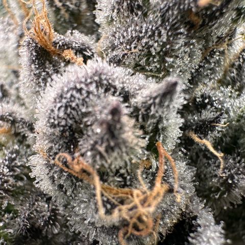 CxLAZ #16 50.72g growlog timeline photo