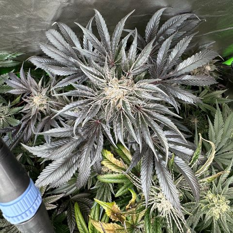 Misc x (LA Kush x Zkittles) #37 42.26g growlog timeline photo