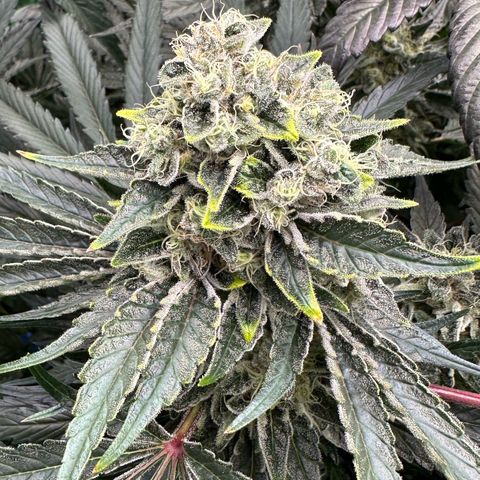 CxLAZ #15 52g growlog timeline photo