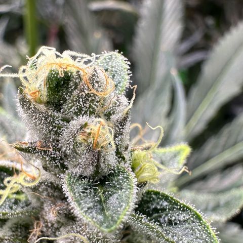 CxLAZ #06 growlog timeline photo