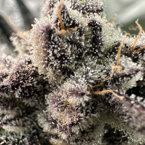 Misc x (LA Kush x Zkittles) #22 34.14g growlog timeline photo