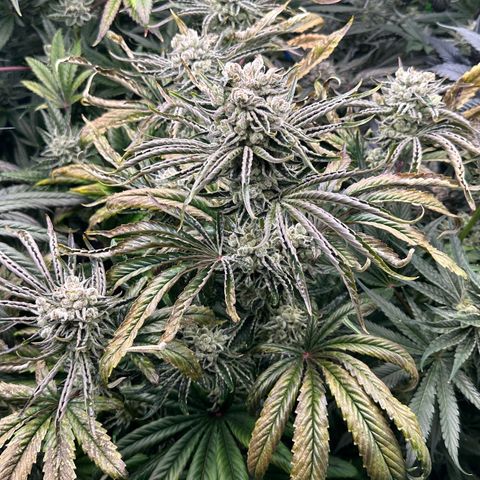 Misc x (LA Kush x Zkittles) #26 60.7g growlog timeline photo