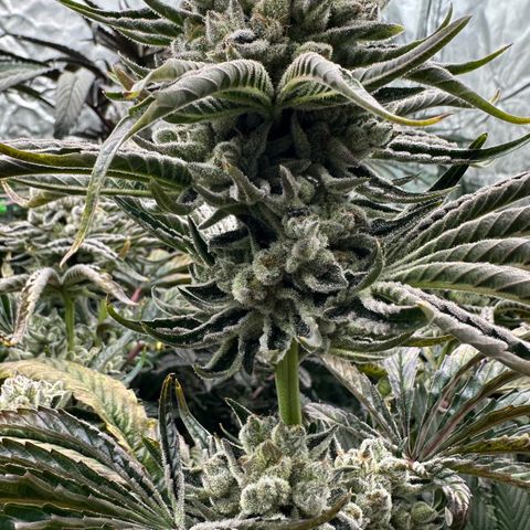 Misc x (LA Kush x Zkittles) #26 60.7g growlog timeline photo