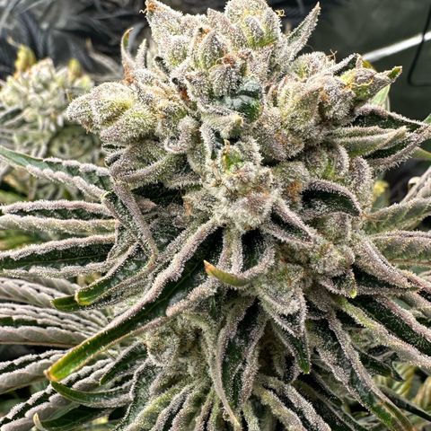 Misc x (LA Kush x Zkittles) #26 60.7g growlog timeline photo