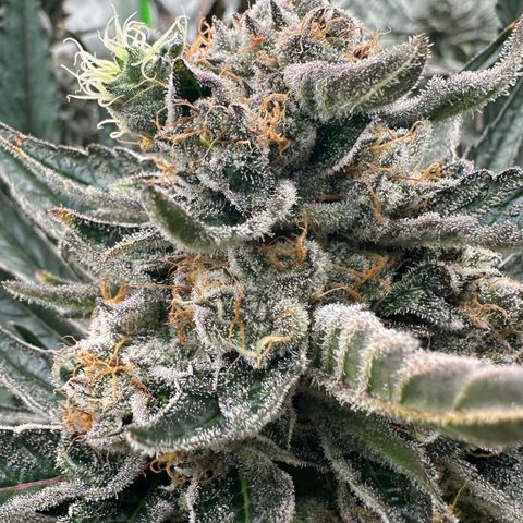CxLAZ #31 58.75g growlog timeline photo