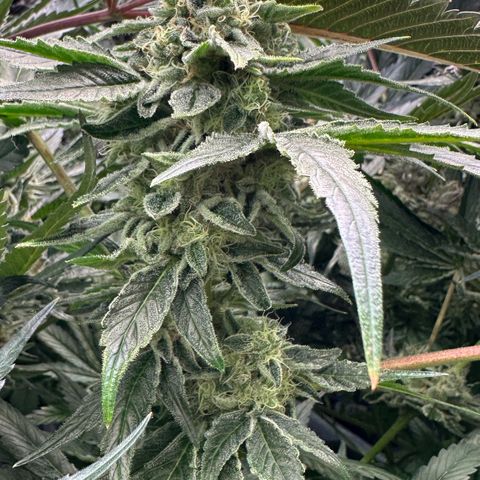 CxLAZ #20 13.7g growlog timeline photo