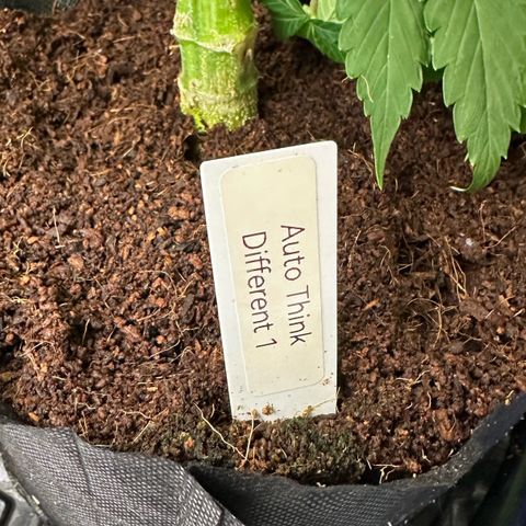 Auto Think Different  #1 growlog timeline photo