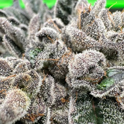 Misc x (LA Kush x Zkittles) #27 33.12g growlog timeline photo