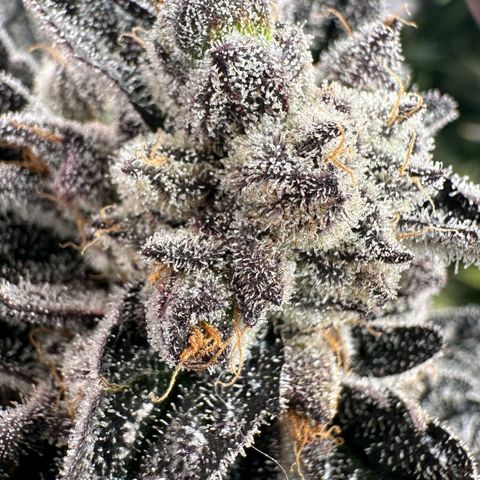 Misc x (LA Kush x Zkittles) #22 34.14g growlog timeline photo