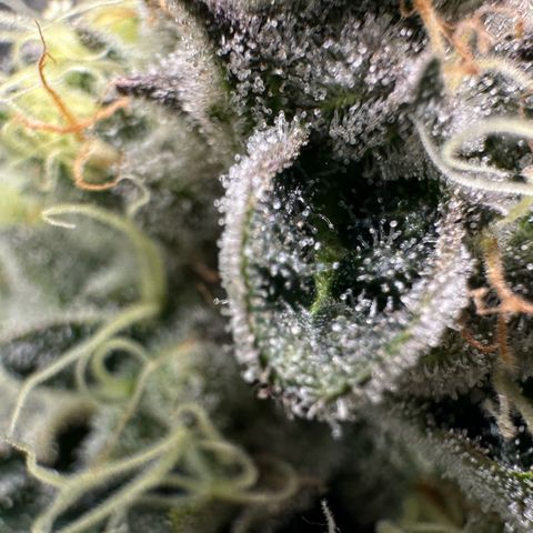 CxLAZ #15 52g growlog timeline photo