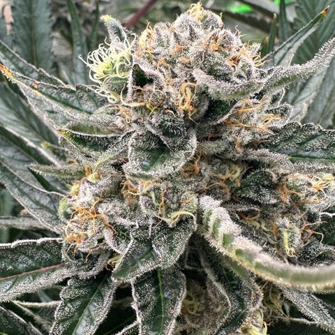 CxLAZ #31 58.75g growlog timeline photo