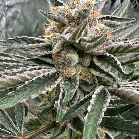 CxLAZ #11 50.28g growlog timeline photo