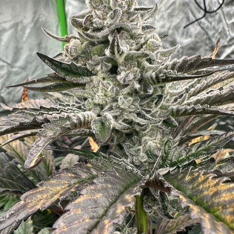 Misc x (LA Kush x Zkittles) #29 25.69g growlog timeline photo
