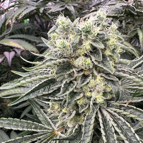 Misc x (LA Kush x Zkittles) #08 growlog timeline photo