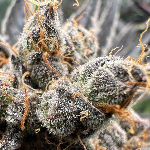 CxLAZ #11 50.28g growlog timeline photo