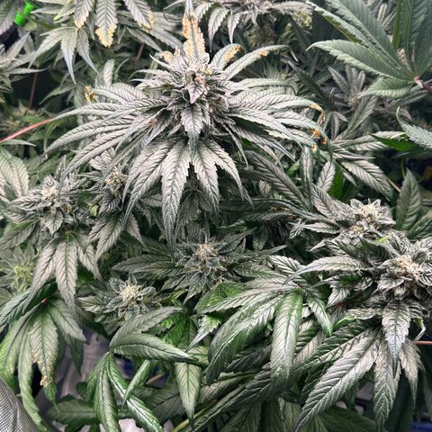 Misc x (LA Kush x Zkittles) #35 28.55g growlog timeline photo