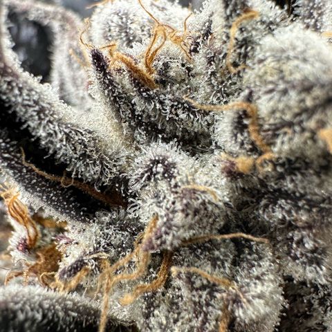 Misc x (LA Kush x Zkittles) #37 42.26g growlog timeline photo