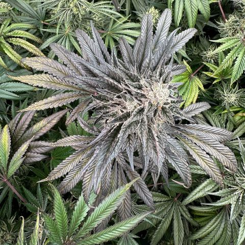 Misc x (LA Kush x Zkittles) #22 34.14g growlog timeline photo