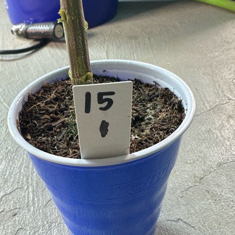 CxLAZ #15 C #1 growlog photo: Twisted stem and branches