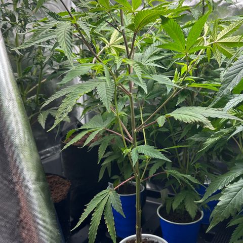 CxLAZ #15 C #1 growlog photo: Twisted stems all over as training test.