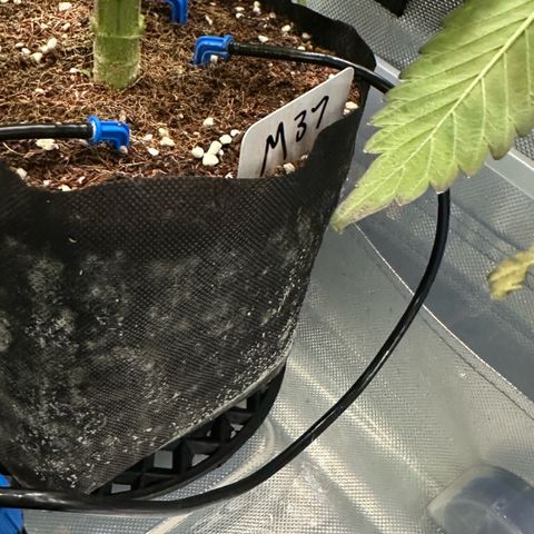 Misc x (LA Kush x Zkittles) #37 42.26g growlog timeline photo