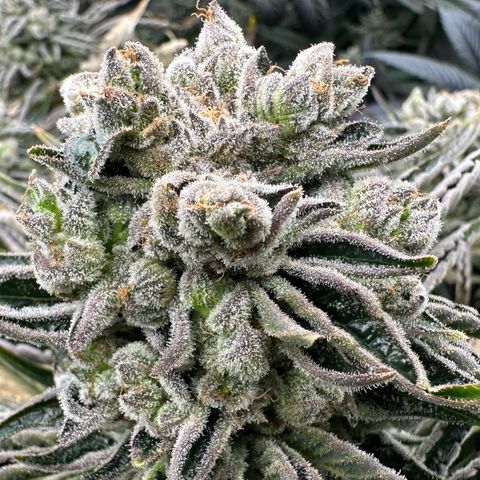 Misc x (LA Kush x Zkittles) #26 60.7g growlog timeline photo