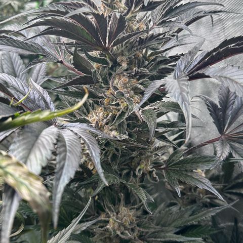 Misc x (LA Kush x Zkittles) #37 42.26g growlog timeline photo