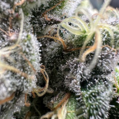 CxLAZ #15 52g growlog timeline photo