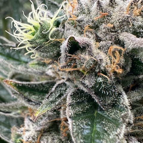 CxLAZ #31 58.75g growlog timeline photo