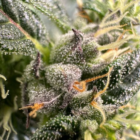 Auto Think Different  #1 growlog timeline photo