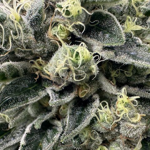 Misc x (LA Kush x Zkittles) #08 growlog timeline photo