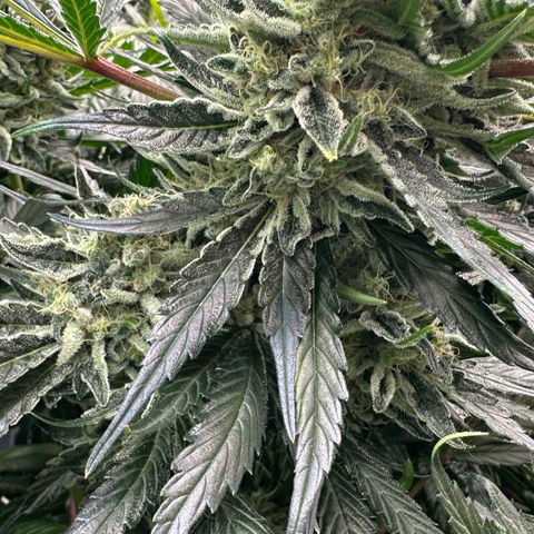 CxLAZ #15 52g growlog timeline photo