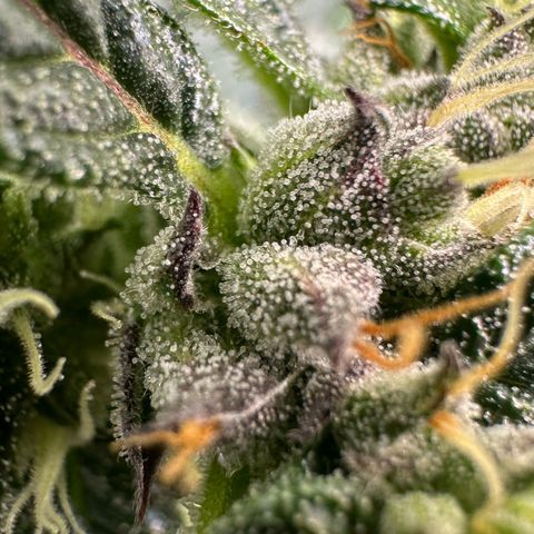 Auto Think Different  #1 growlog timeline photo