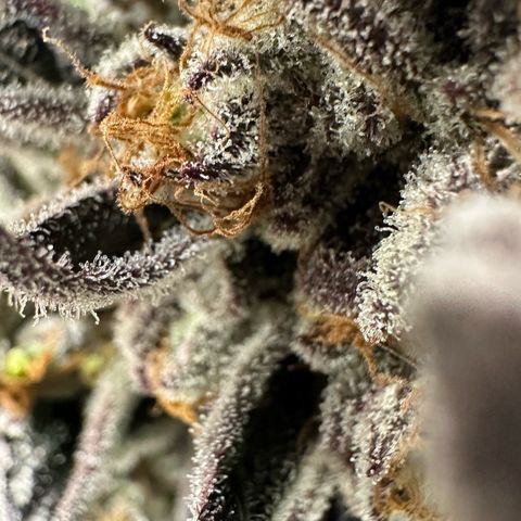 Misc x (LA Kush x Zkittles) #37 42.26g growlog timeline photo