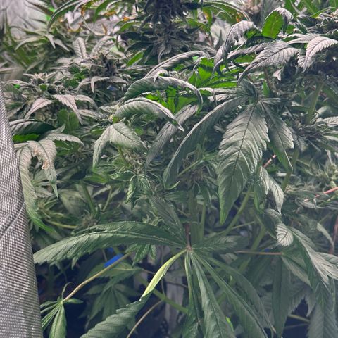 Misc x (LA Kush x Zkittles) #35 28.55g growlog timeline photo