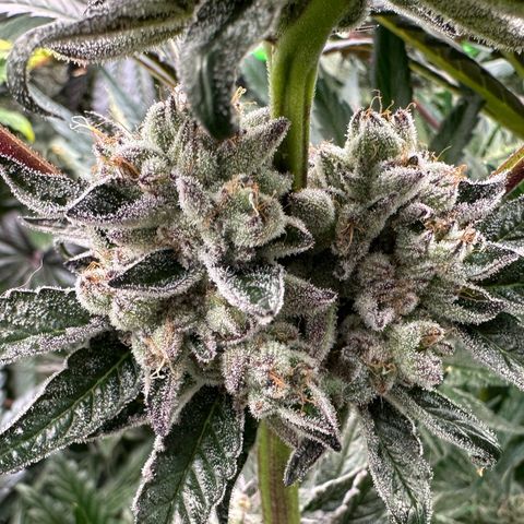 Misc x (LA Kush x Zkittles) #10 growlog timeline photo