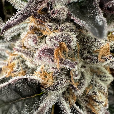 Misc x (LA Kush x Zkittles) #37 42.26g growlog timeline photo