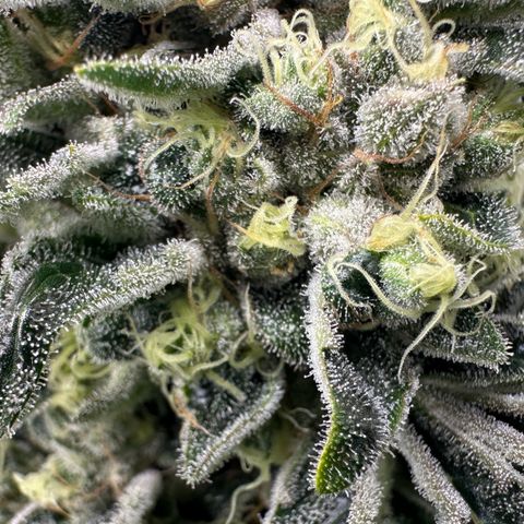 Misc x (LA Kush x Zkittles) #08 growlog timeline photo