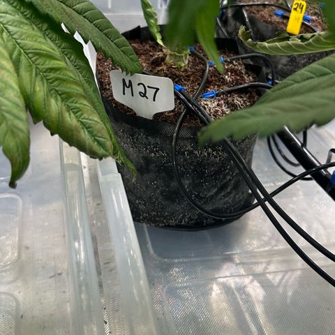 Misc x (LA Kush x Zkittles) #27 33.12g growlog timeline photo
