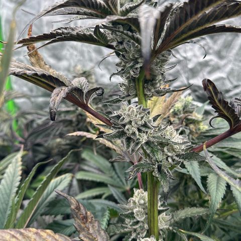 Misc x (LA Kush x Zkittles) #29 25.69g growlog timeline photo