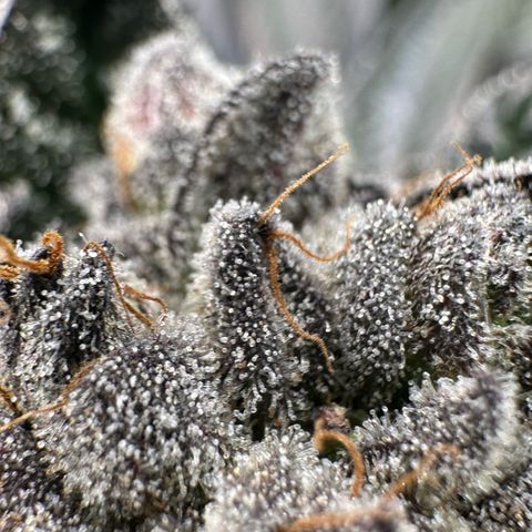 Misc x (LA Kush x Zkittles) #27 33.12g growlog timeline photo