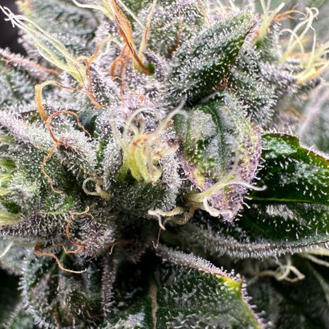 Misc x (LA Kush x Zkittles) #04 10.54g growlog timeline photo
