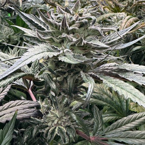 Misc x (LA Kush x Zkittles) #33 19.08g growlog timeline photo