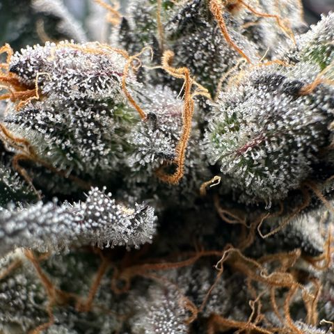 CxLAZ #11 50.28g growlog timeline photo