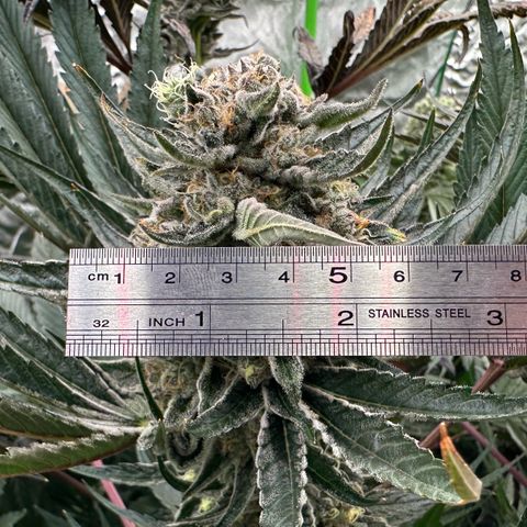 CxLAZ #31 58.75g growlog timeline photo