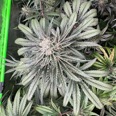 Misc x (LA Kush x Zkittles) #27 33.12g growlog timeline photo