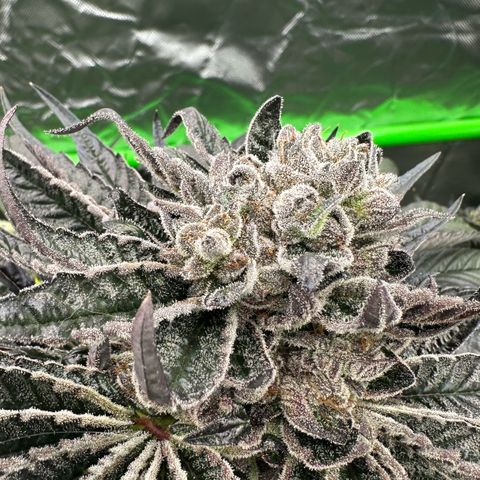 Misc x (LA Kush x Zkittles) #27 33.12g growlog timeline photo