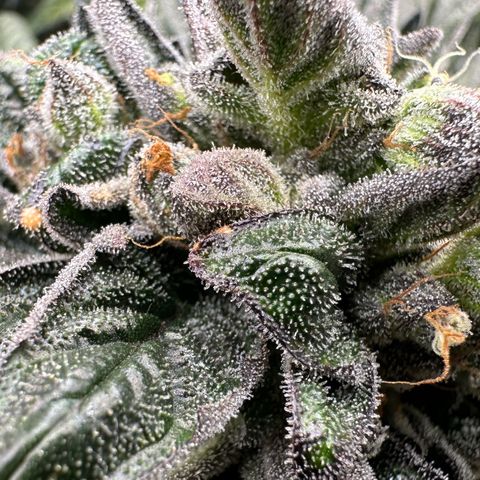 Misc x (LA Kush x Zkittles) #33 19.08g growlog timeline photo