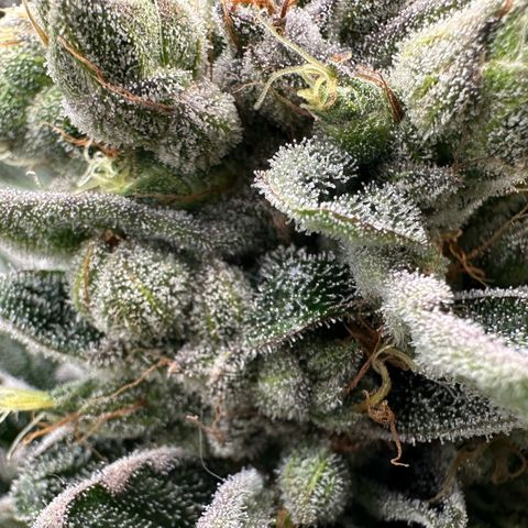 Misc x (LA Kush x Zkittles) #23 28.19g growlog timeline photo