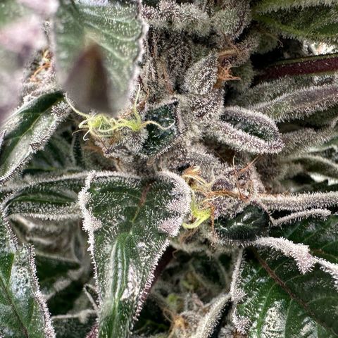 CxLAZ #03 45.52g growlog timeline photo